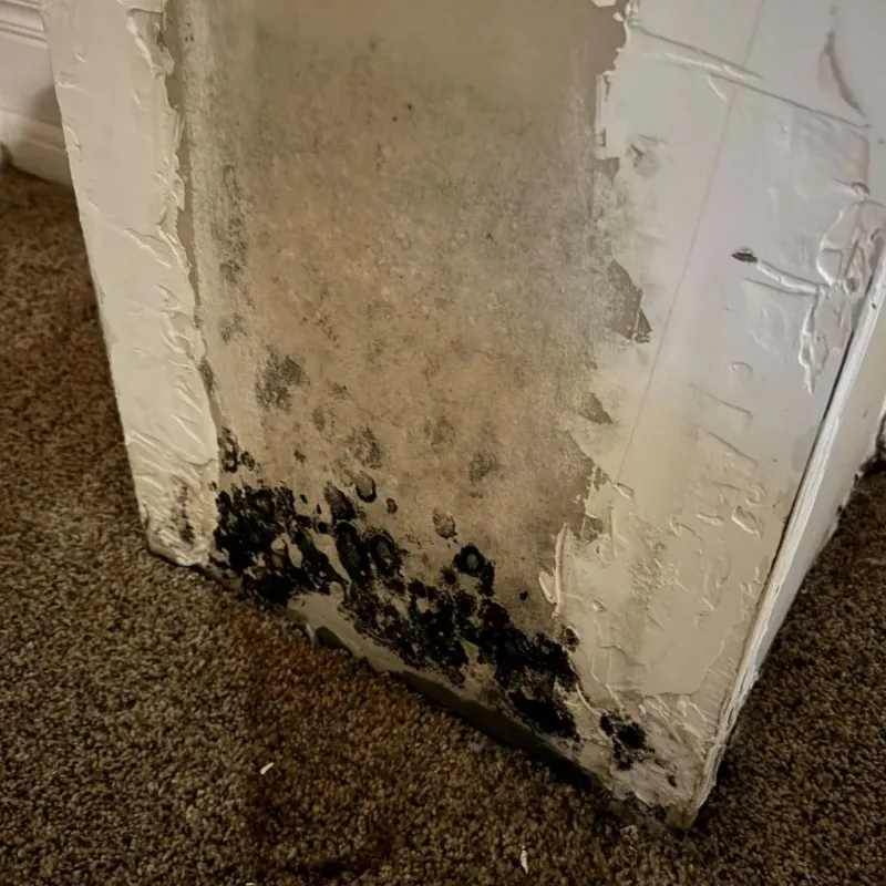 Professional Mold Removal in Bellevue, WA